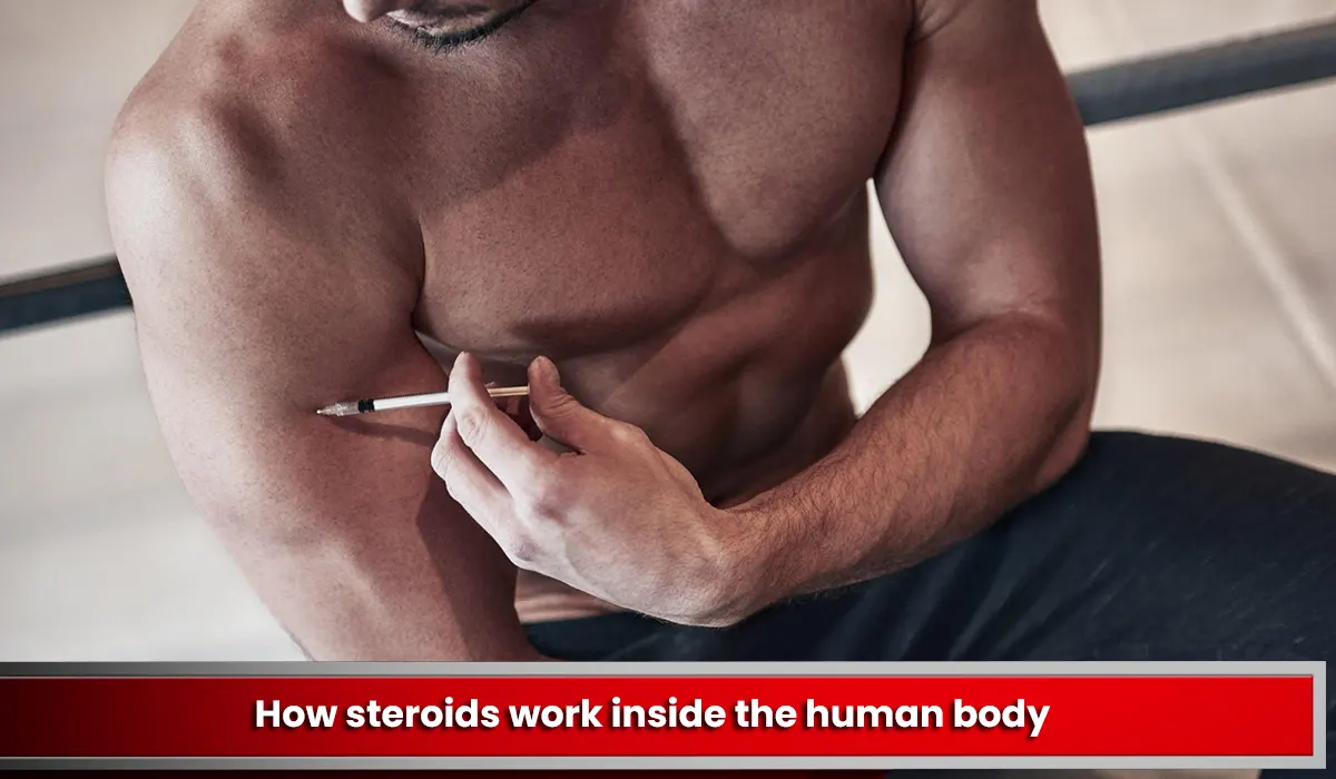 How steroids work inside the human body
